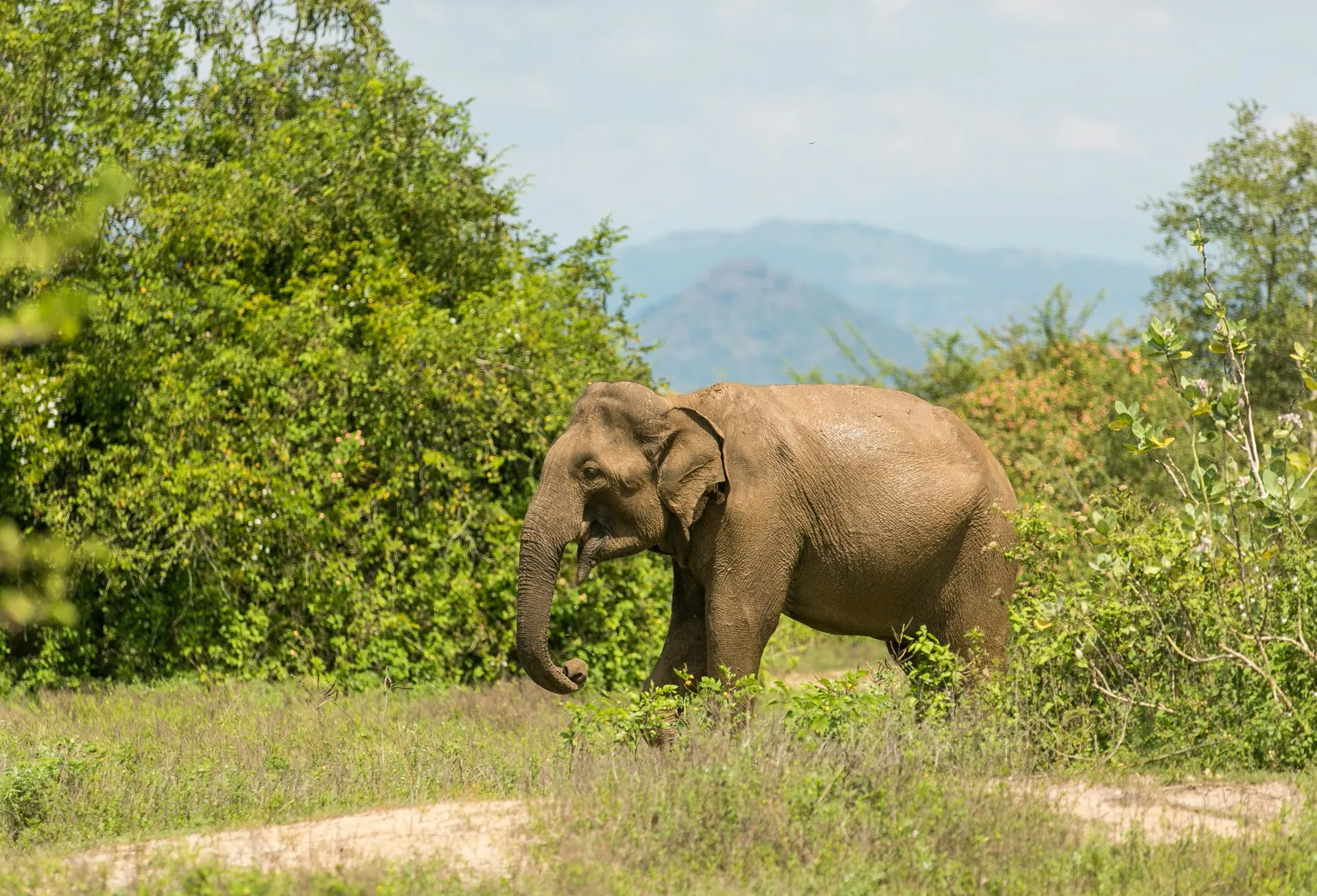 Udawalawe in Sri Lanka